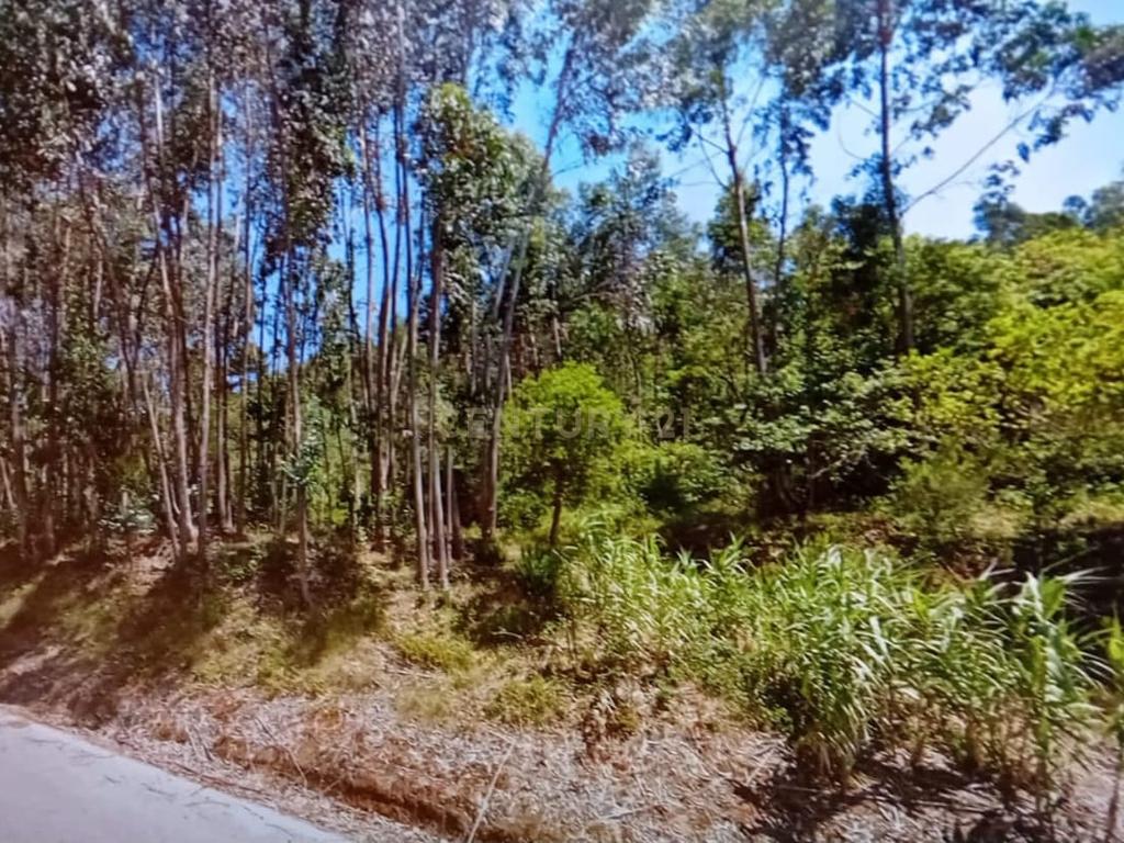 Terreno com Eucaliptos à Venda – Natureza e Tranquilidade em Mafra - Image 4